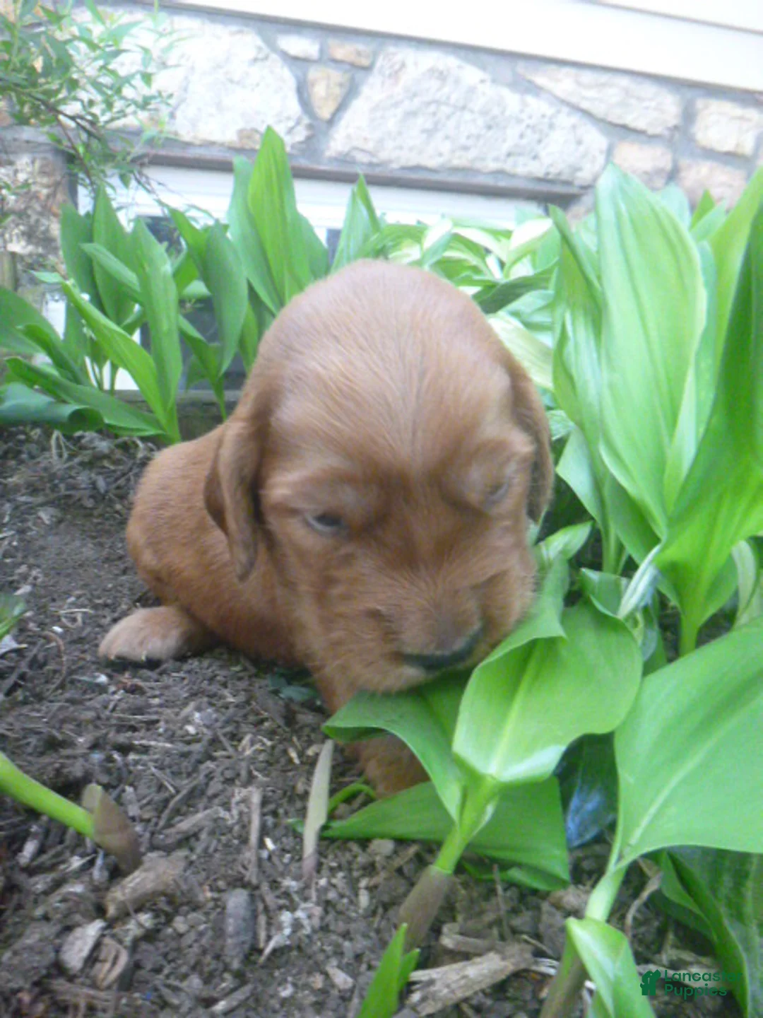 Mixed Breed dogs for sale: Tipper - Ad 2