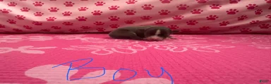 Chihuahua Puppy 2