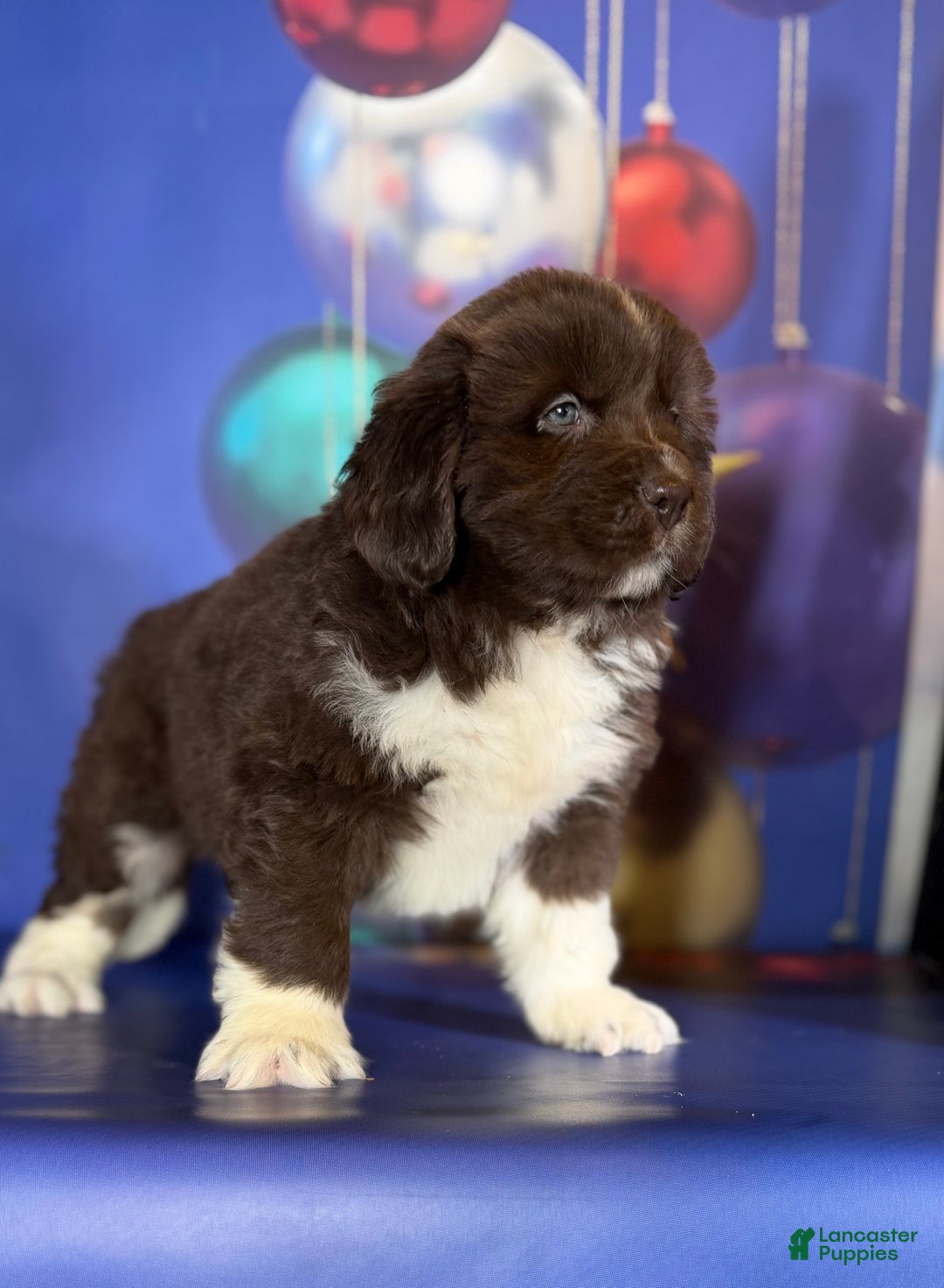 Mixed Breed dogs for sale: Stevie OFA DNA  - Ad 11
