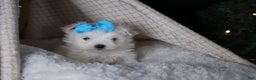 Maltese dogs for sale: ANDREW - Ad 8