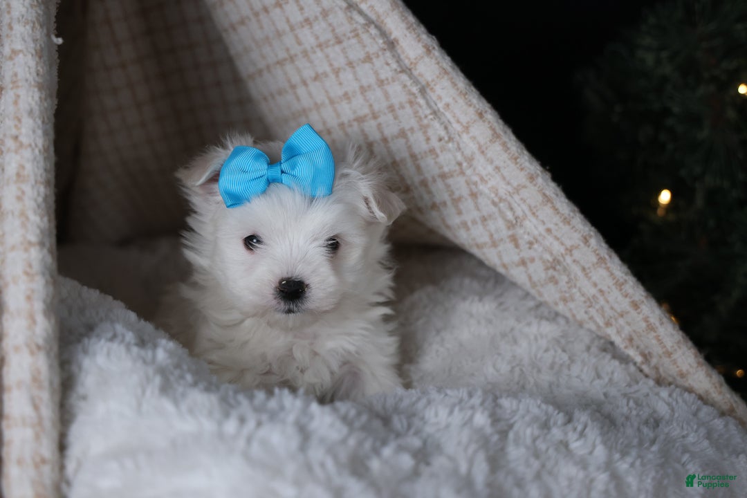 Maltese dogs for sale: ANDREW - Ad 8