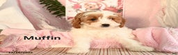 Cavapoo dogs for sale: Muffin - Ad 3