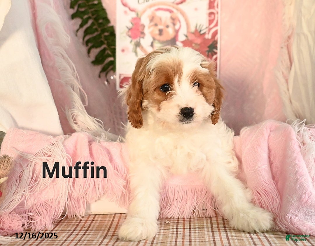 Cavapoo dogs for sale: Muffin - Ad 3
