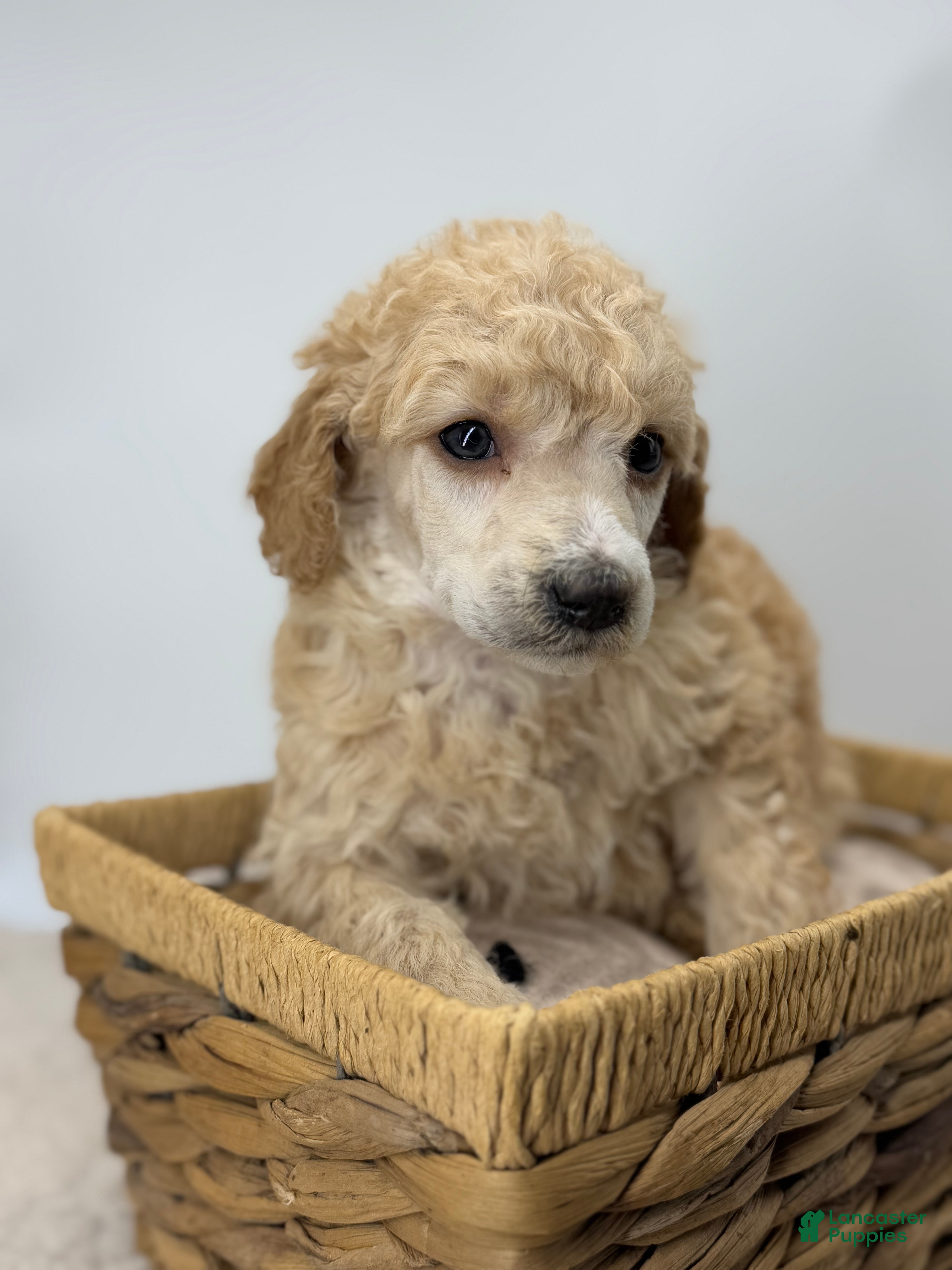 Standard Poodle dogs Cherry - Ad 27