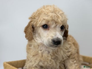 Standard Poodle dogs Cherry - Ad 18