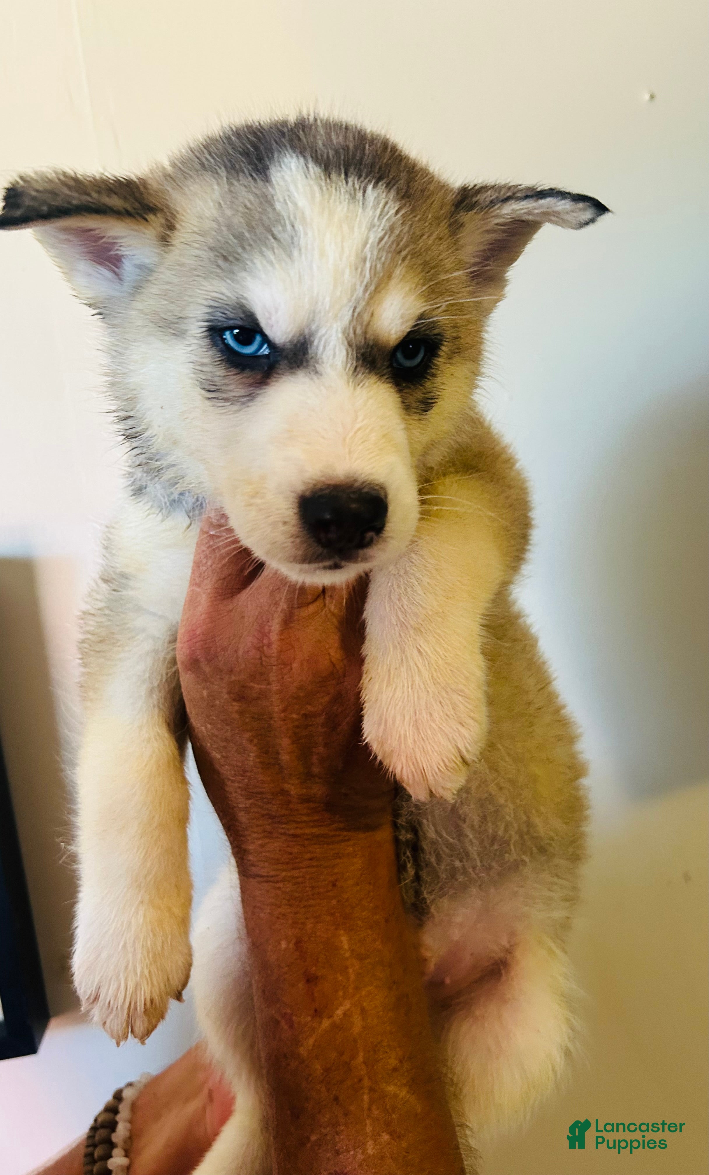 Siberian Husky dogs Siberian Husky 2 Max - Ad 14