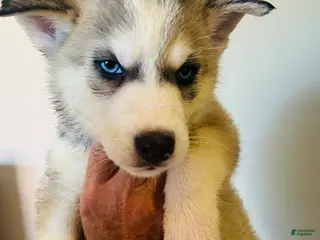 Siberian Husky dogs Siberian Husky 2 Max - Ad 14