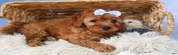 Cavapoo dogs for sale: TYSON - Ad 4