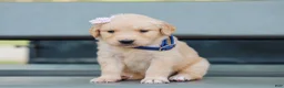 Golden Retriever dogs for sale: Adyson ACA Golden Retriever Pup - Ad 4