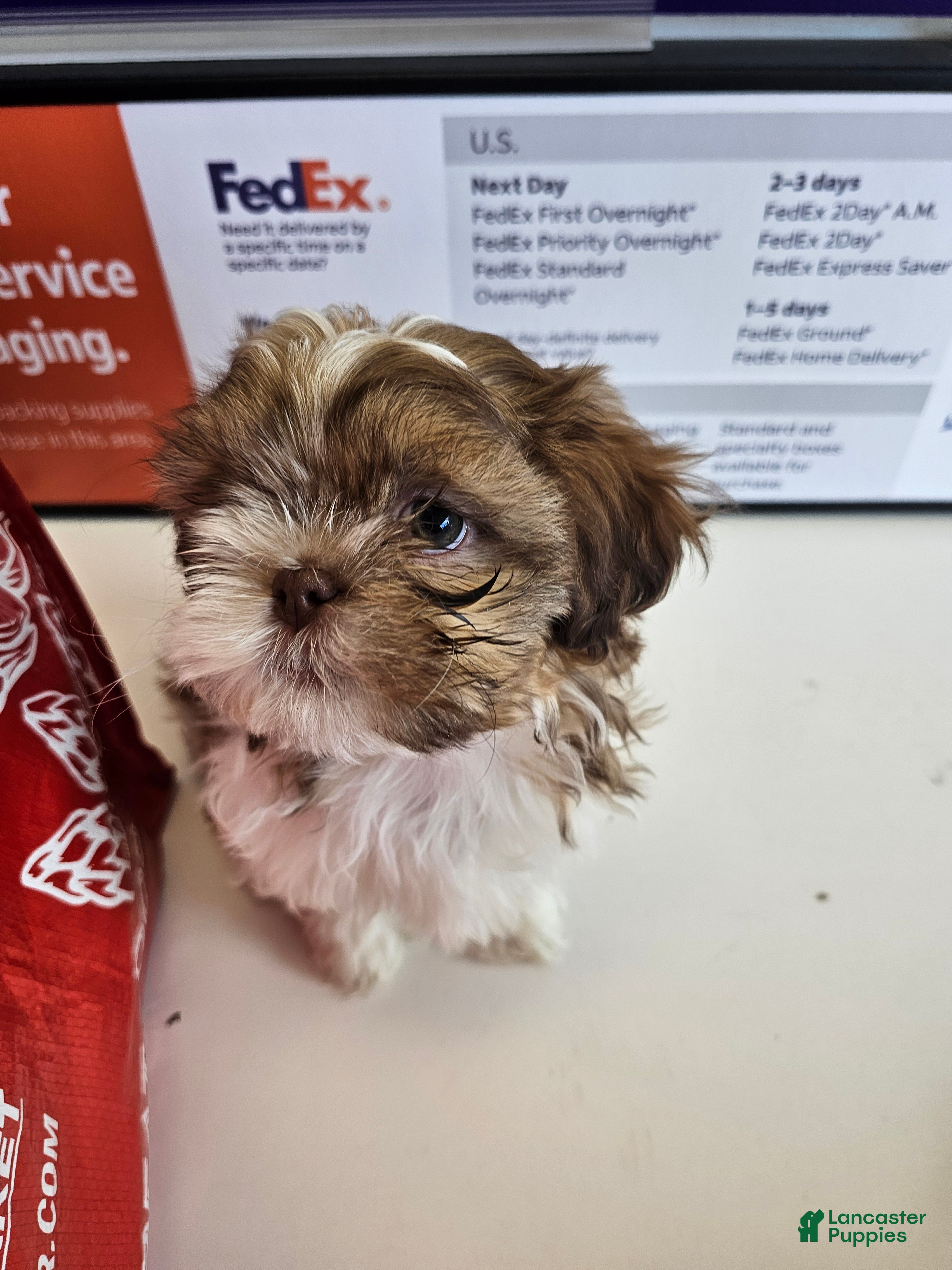Shih Tzu dogs Chanel  - Ad 3