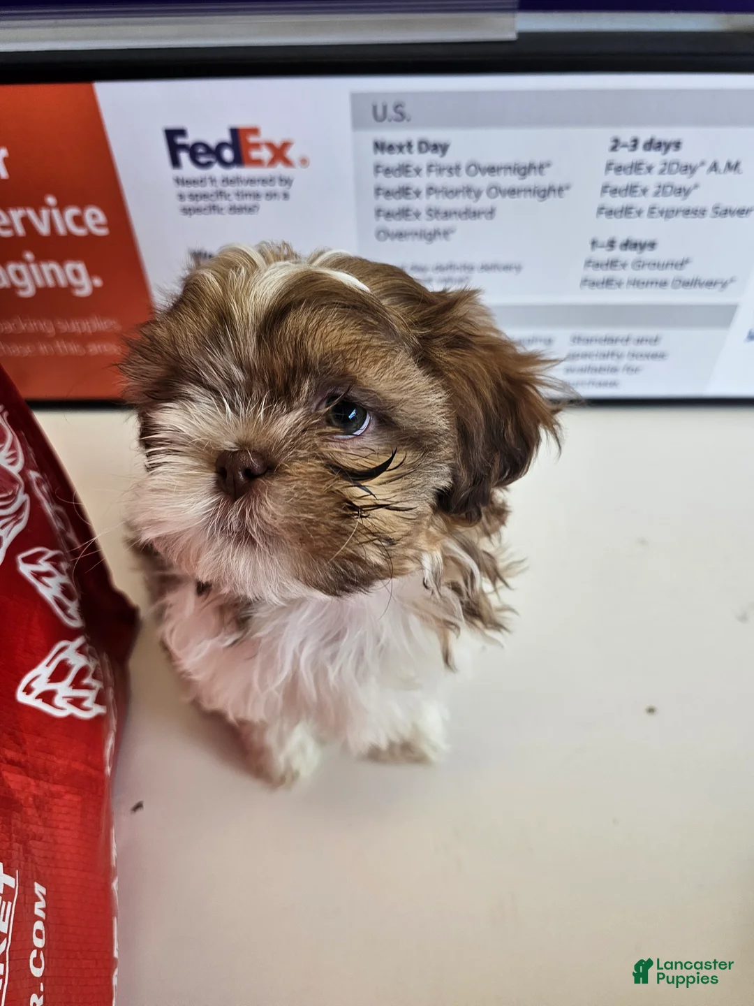 Shih Tzu dogs for sale: Chanel  - Ad 1