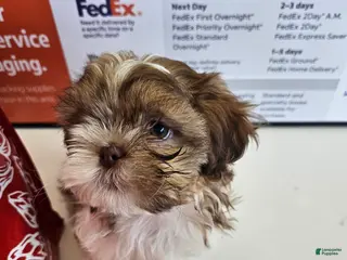 Shih Tzu dogs Chanel - Ad 3
