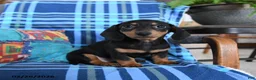 Miniature Dachshund dogs for sale: Billie - Ad 1