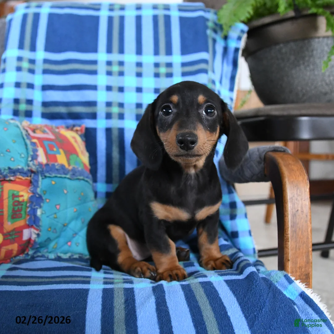 Miniature Dachshund dogs for sale: Billie - Ad 1