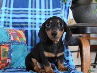 Miniature Dachshund dogs for sale: Billie - Ad 2