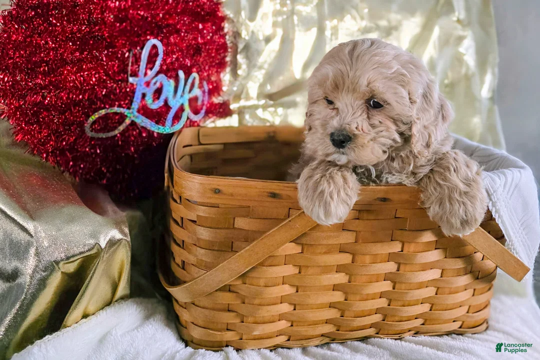 Cockapoo dogs for sale: Felix - Ad 2