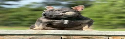French Bulldog dogs for stud: Rocky Stud Services - Ad 4