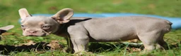 French Bulldog dogs for sale: Boa - Ad 3