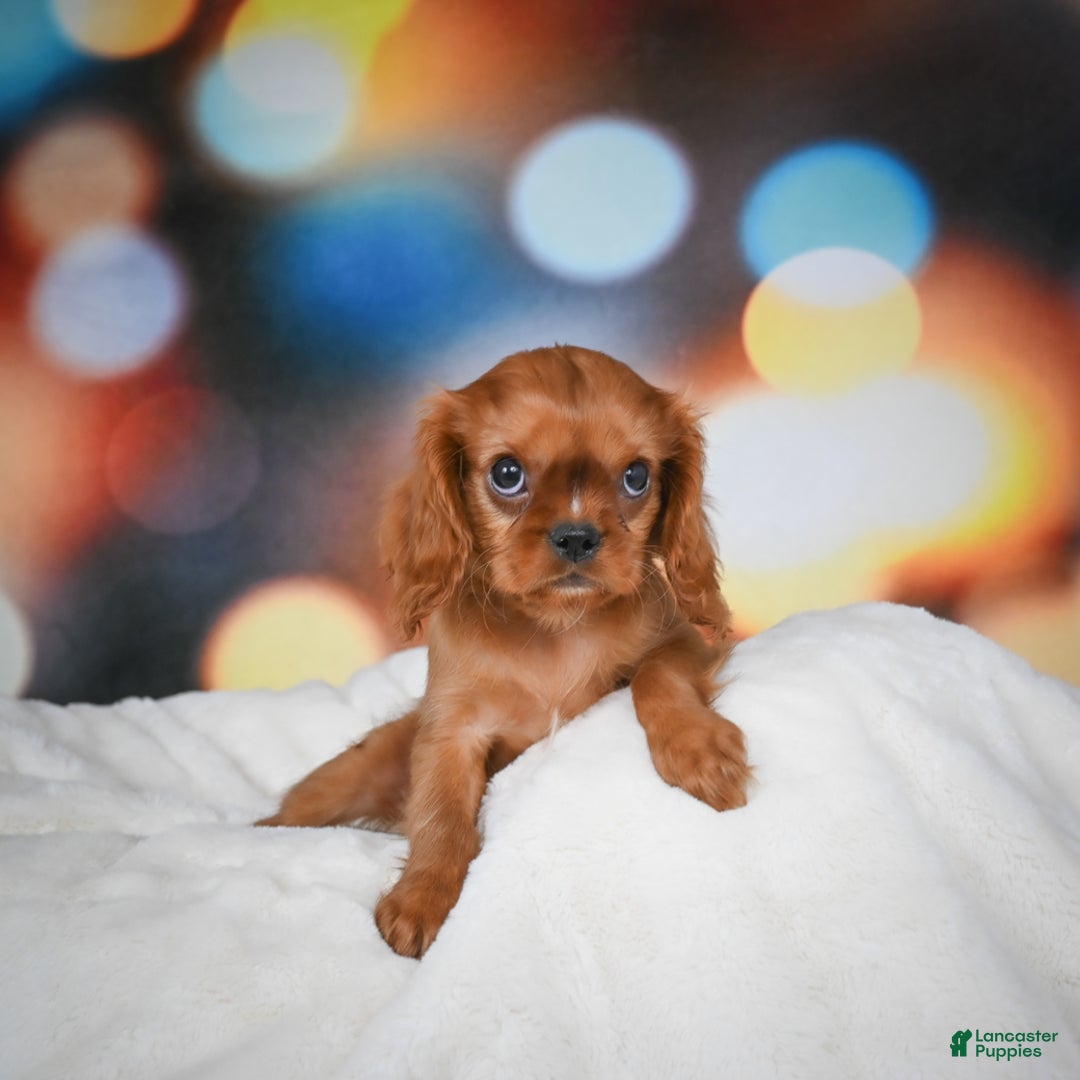 Cavalier King Charles Spaniel dogs for sale: Katie - Ad 4