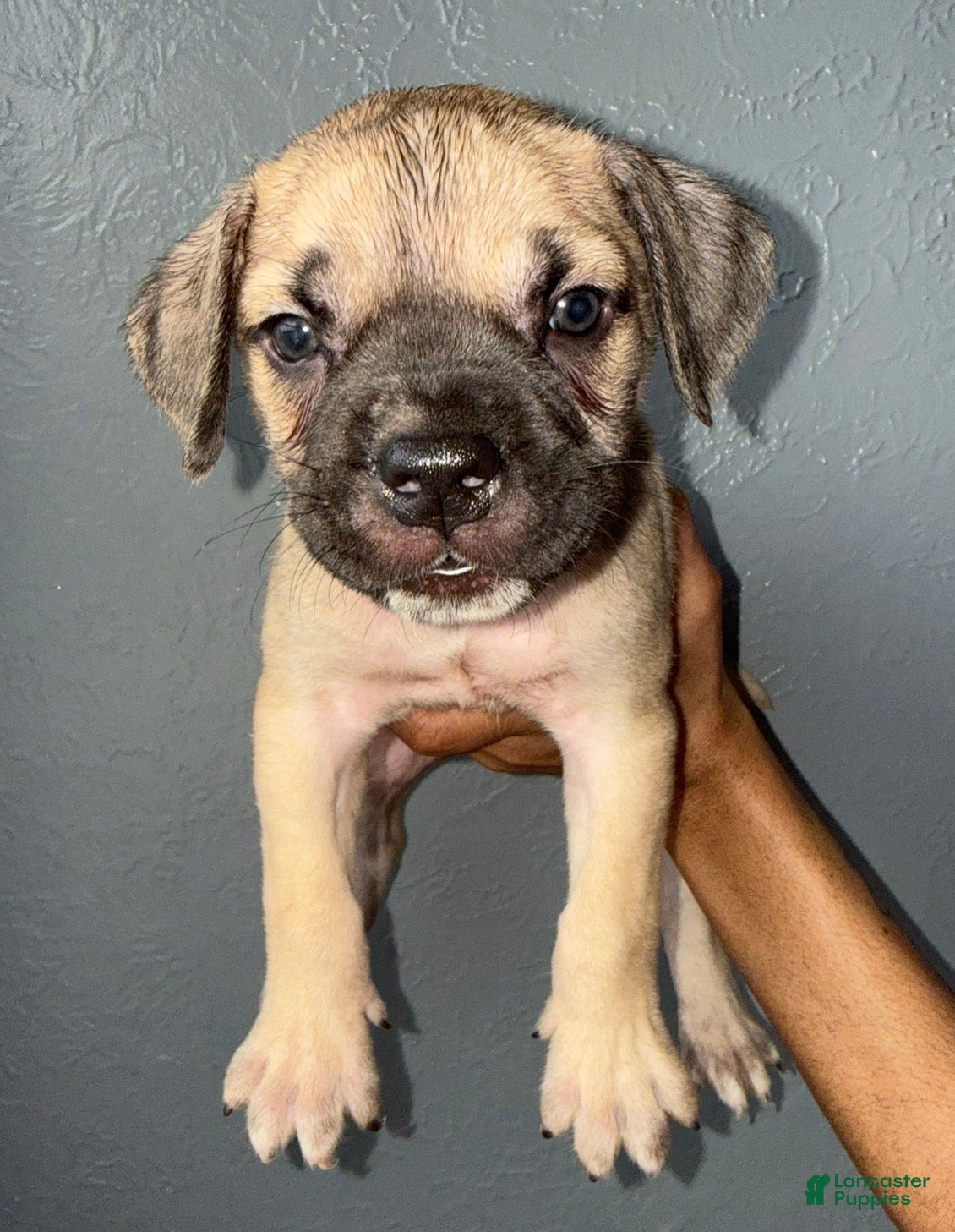 Cane Corso dogs Goldie - Ad 20