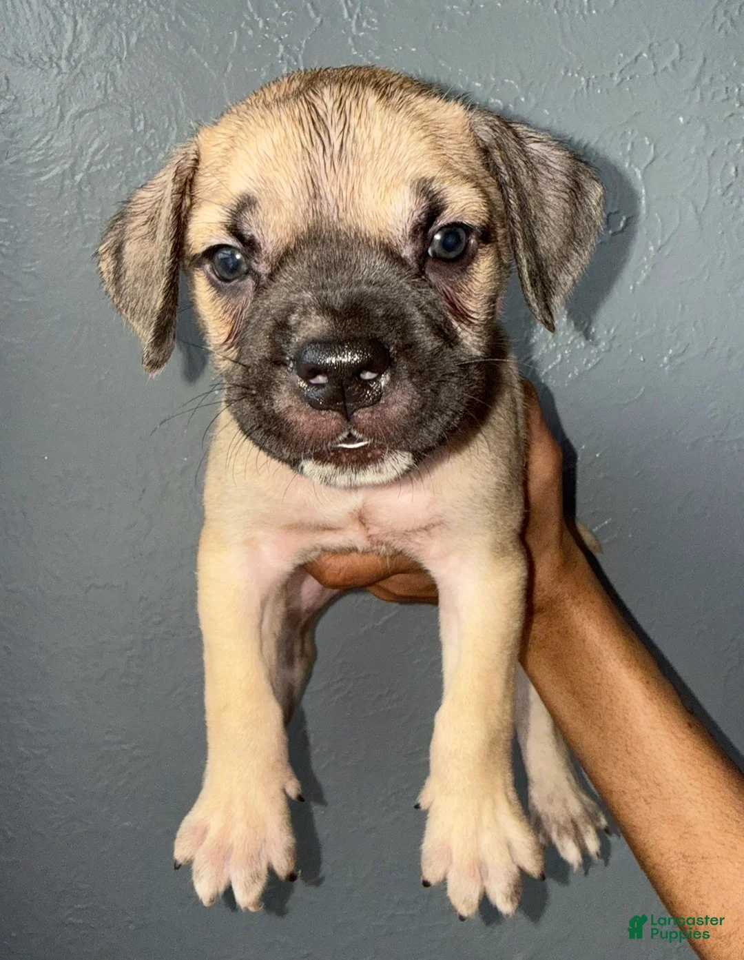 Cane Corso dogs for sale: Goldie - Ad 1