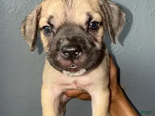 Cane Corso dogs Goldie - Ad 20