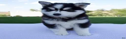 Pomsky dogs for sale: Spike - Ad 5