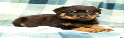 Rottweiler dogs for sale: Atlas - Ad 4