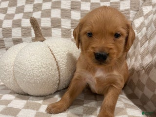 Golden Retriever dogs - Ad 24