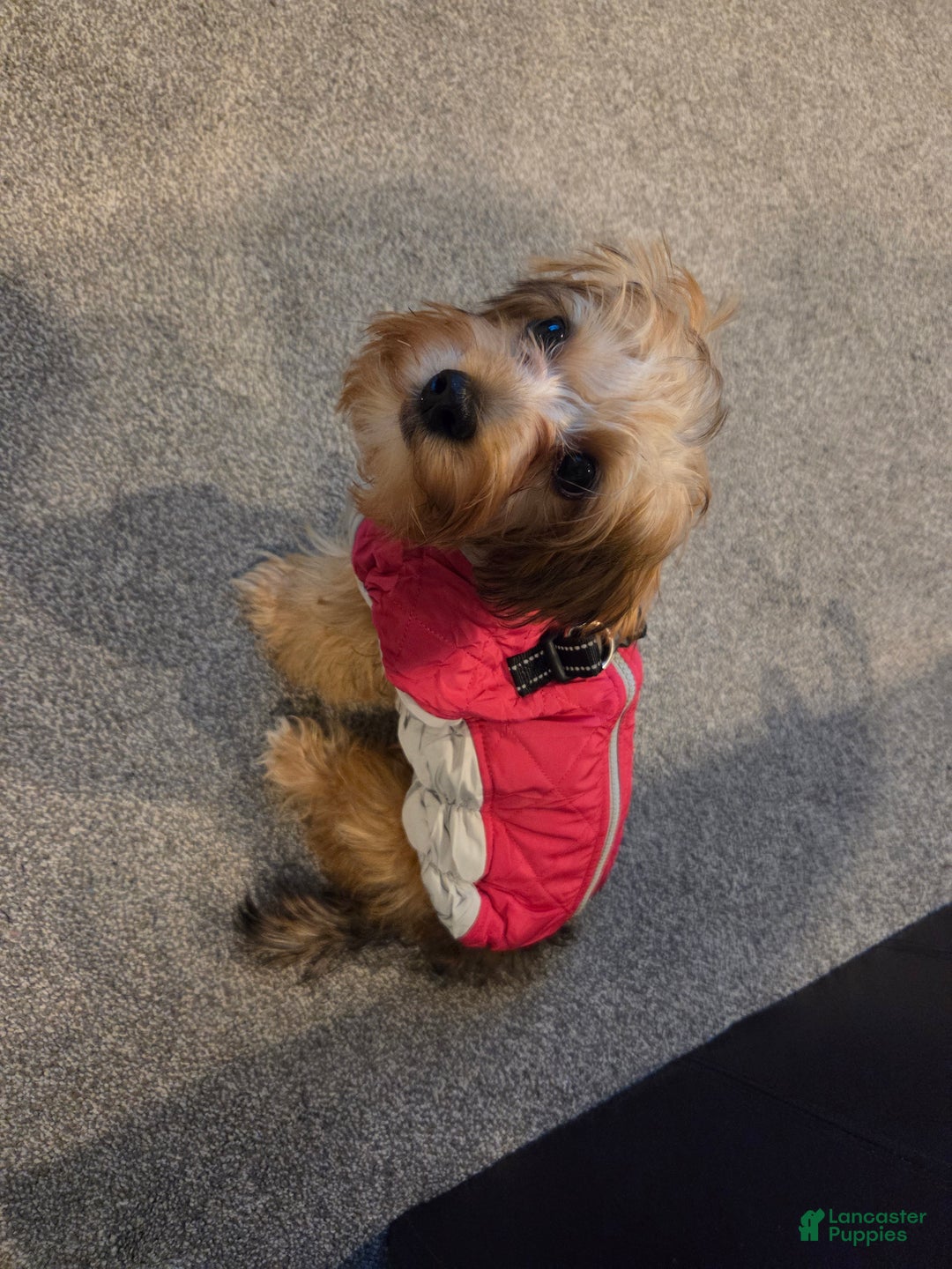 Yorkiepoo dogs for sale: Yorkiepoo Puppy 1 - Ad 4