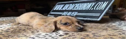 Miniature Dachshund dogs for sale: Smooth red brindle - Ad 3