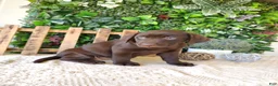 Labrador Retriever dogs for sale: Lexi - Ad 3