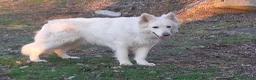German Shepherd dogs for sale: Zena - Ad 12