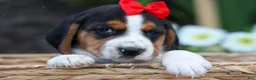 Beagle dogs for sale: Chip🐶 - Ad 5