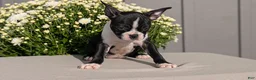 Boston Terrier dogs for sale: Tessa - Ad 6