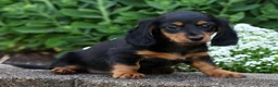 Miniature Dachshund dogs for sale: Bella - Ad 7