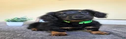Miniature Dachshund dogs for sale: Mocha- AKC - Ad 7