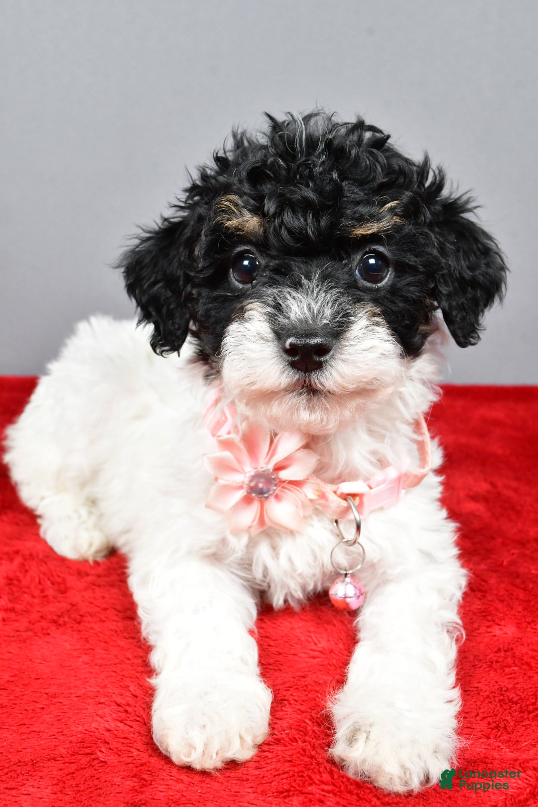 Miniature Poodle dogs for sale: Amanda - Ad 8
