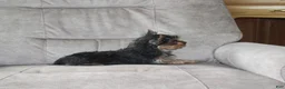 Yorkshire Terrier dogs for sale: Petunia - Ad 8
