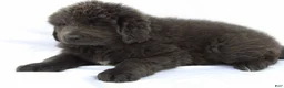 Newfoundland dogs for sale: Jasmine - Ad 6