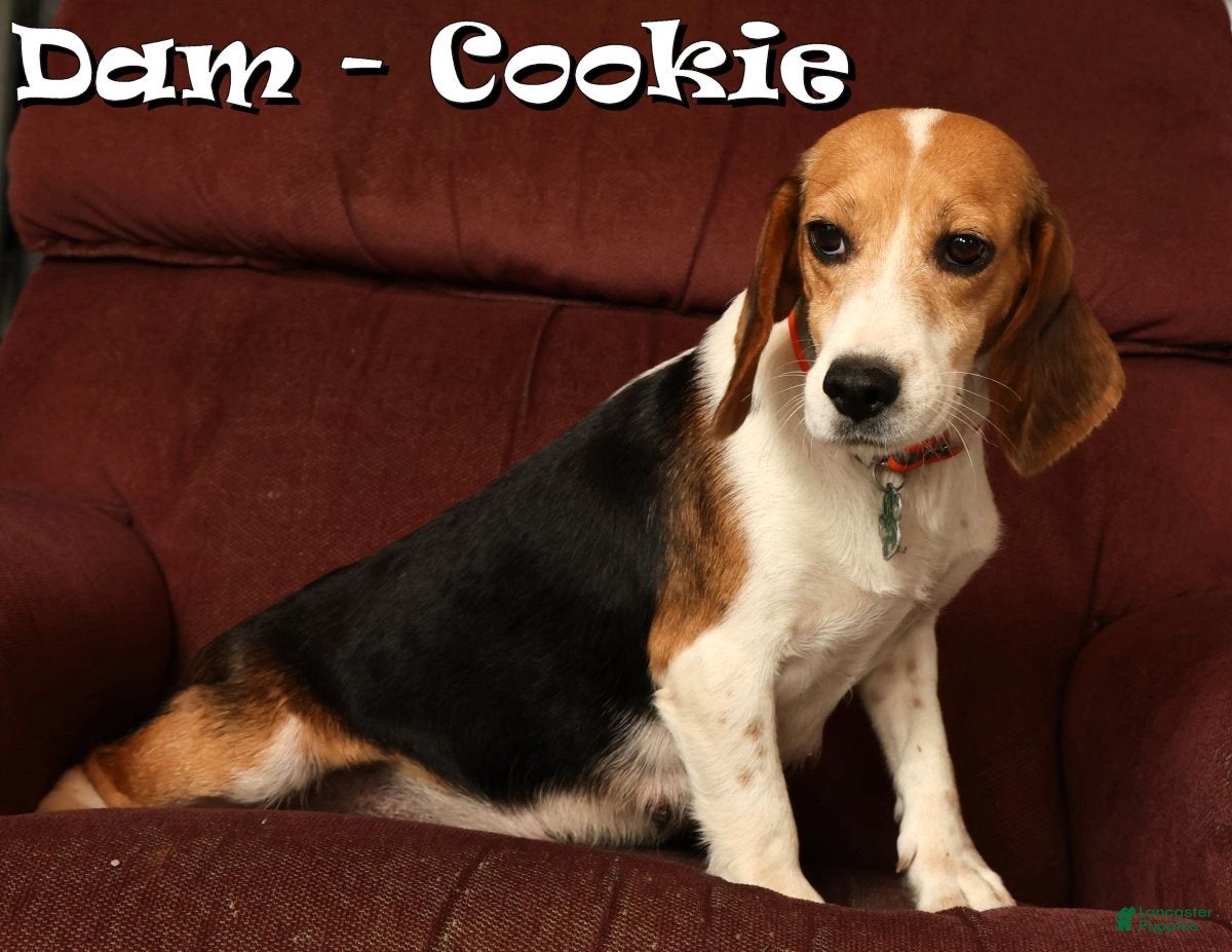 Beagle dogs for sale: Cuddles - Ad 10