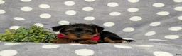 Yorkiepoo dogs for sale: Carlton 6 lbs Full Grown - Ad 6
