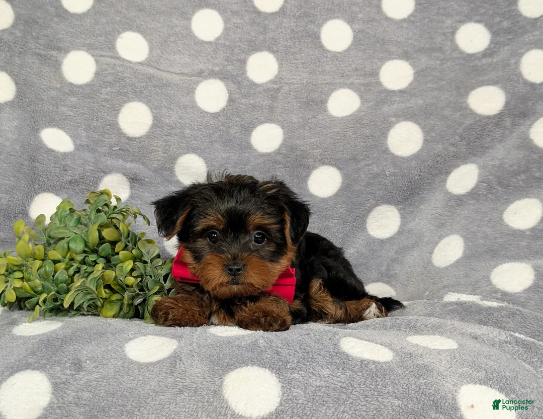 Yorkiepoo dogs for sale: Carlton 6 lbs Full Grown - Ad 6