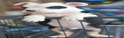 Mixed Breed dogs for sale: Bruno mini hybrid bulldog  - Ad 1