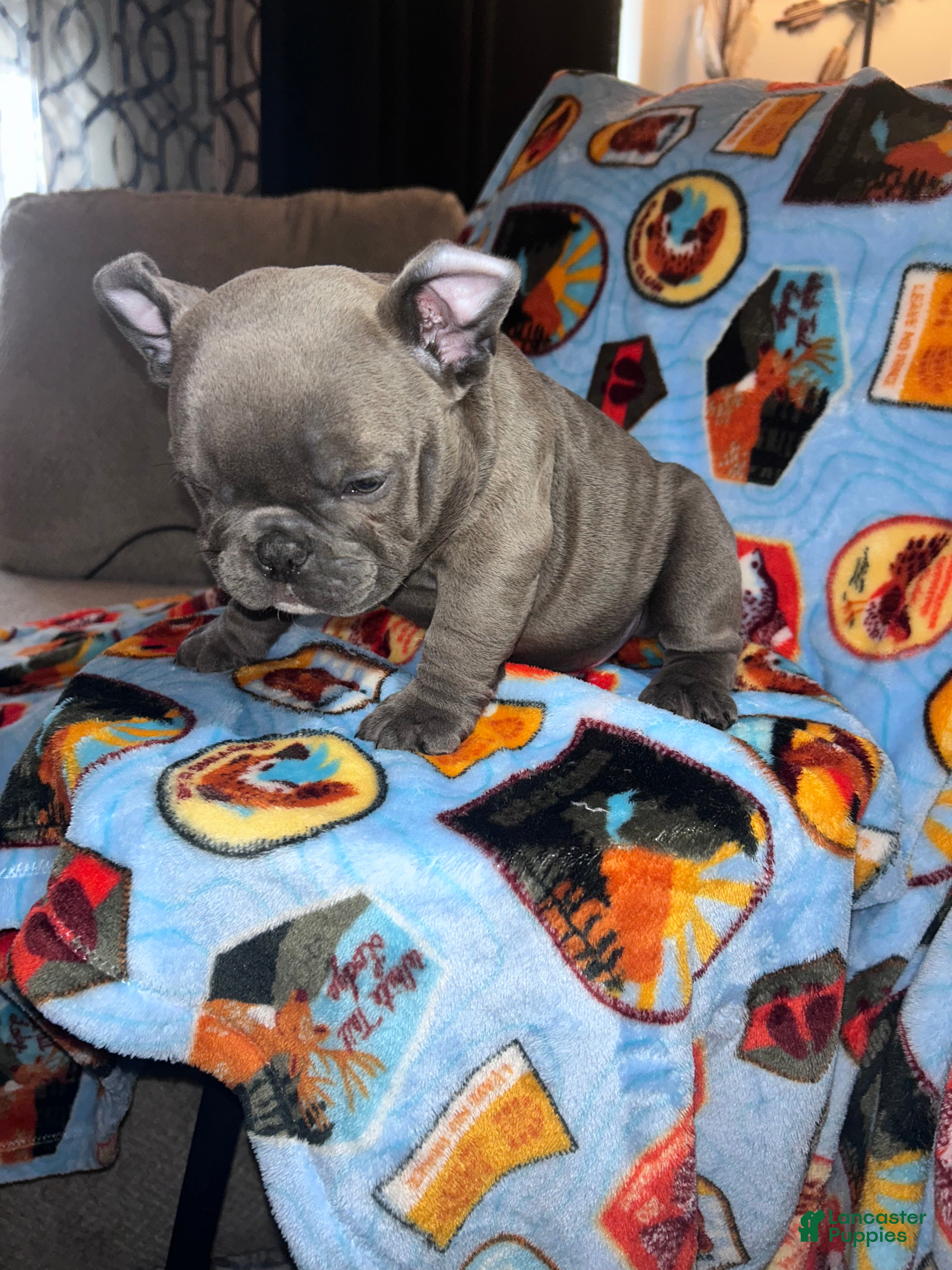 American Bully dogs American Bully Puppy 4 - Ad 17