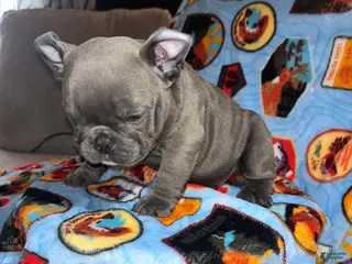 American Bully dogs American Bully Puppy 4 - Ad 17