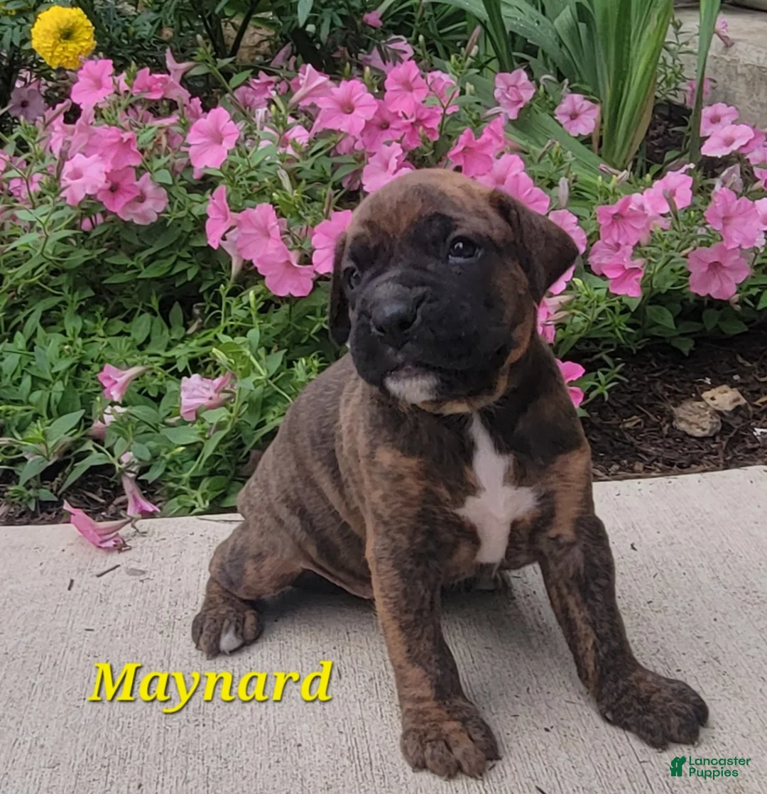 Boxer dogs for sale: Maynard - Ad 1
