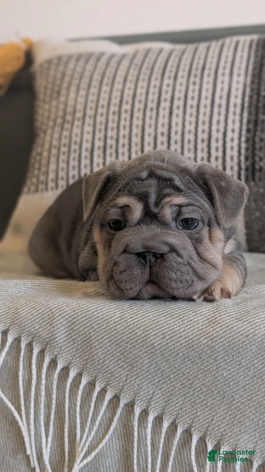 French Bulldog dogs for sale: Royce - Ad 11