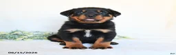 Rottweiler dogs for sale: Rhett - Ad 5