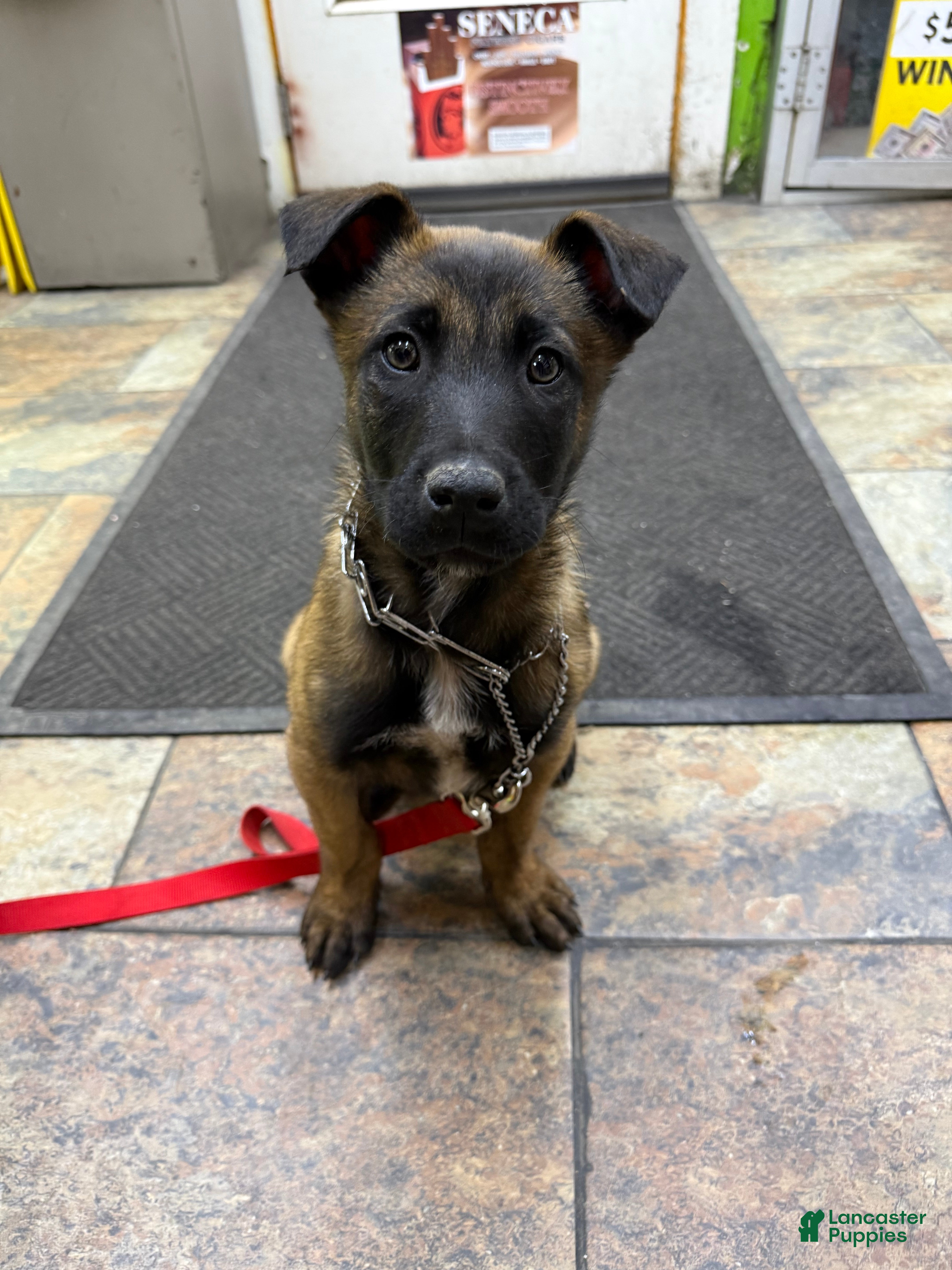 Belgian Shepherd Dog dogs Belgian Shepherd Dog Puppy 1 - Ad 1